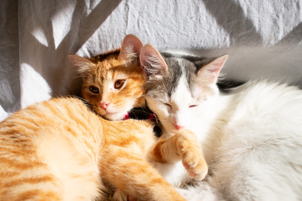 Two cats cuddling